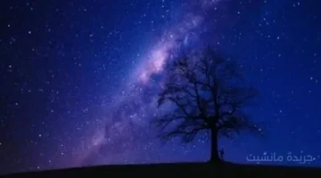 ظهور الشجر في منامك.. دلالة مباشرة على النمو المالي والاستقرار العائلي 1